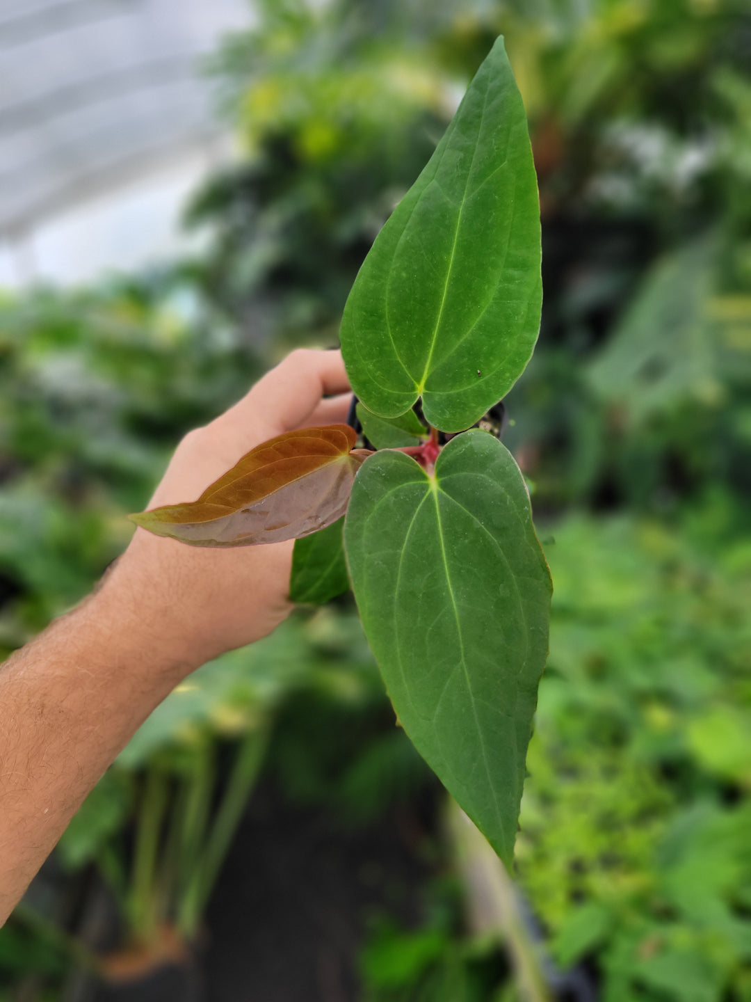 Anthurium Tim Anderson Stripey (A. Mag x Pap) x ( A. Ree Gardens Papillilaminum)