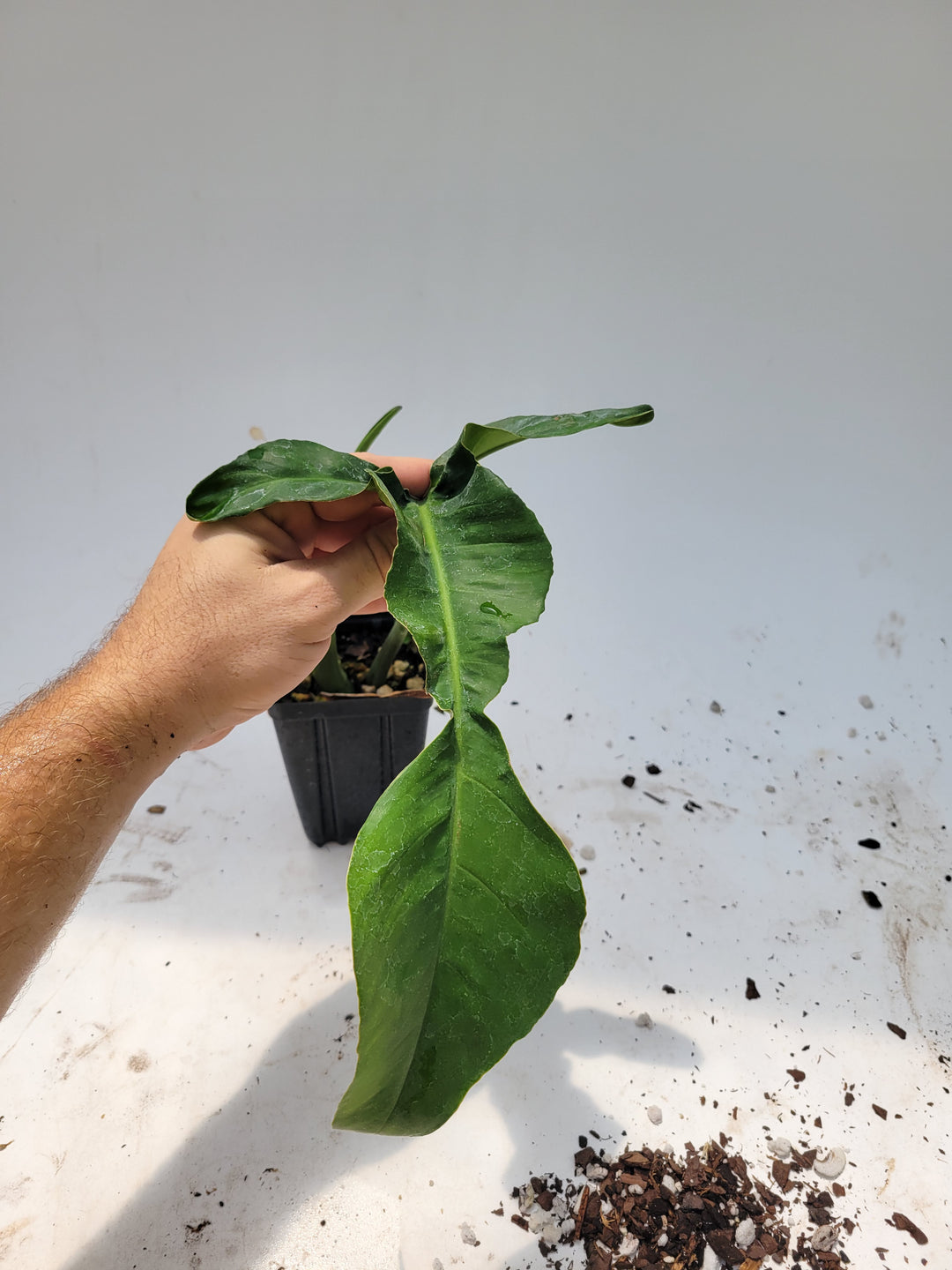 Philodendron Joepii, Non Tissue Culture Very large rooted plant, US Seller #e7