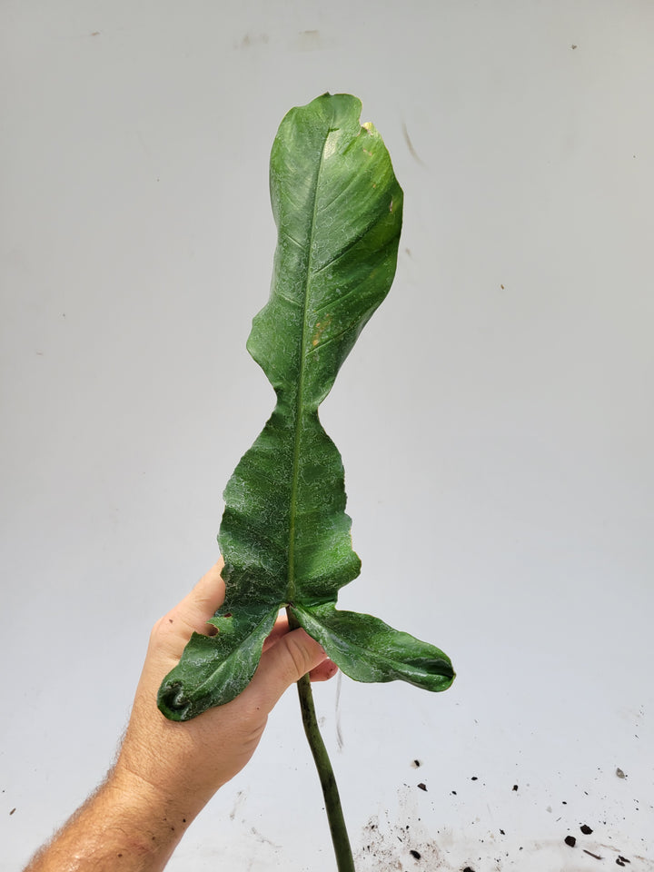 Philodendron Joepii, Non Tissue Culture Very large rooted plant, US Seller #e8