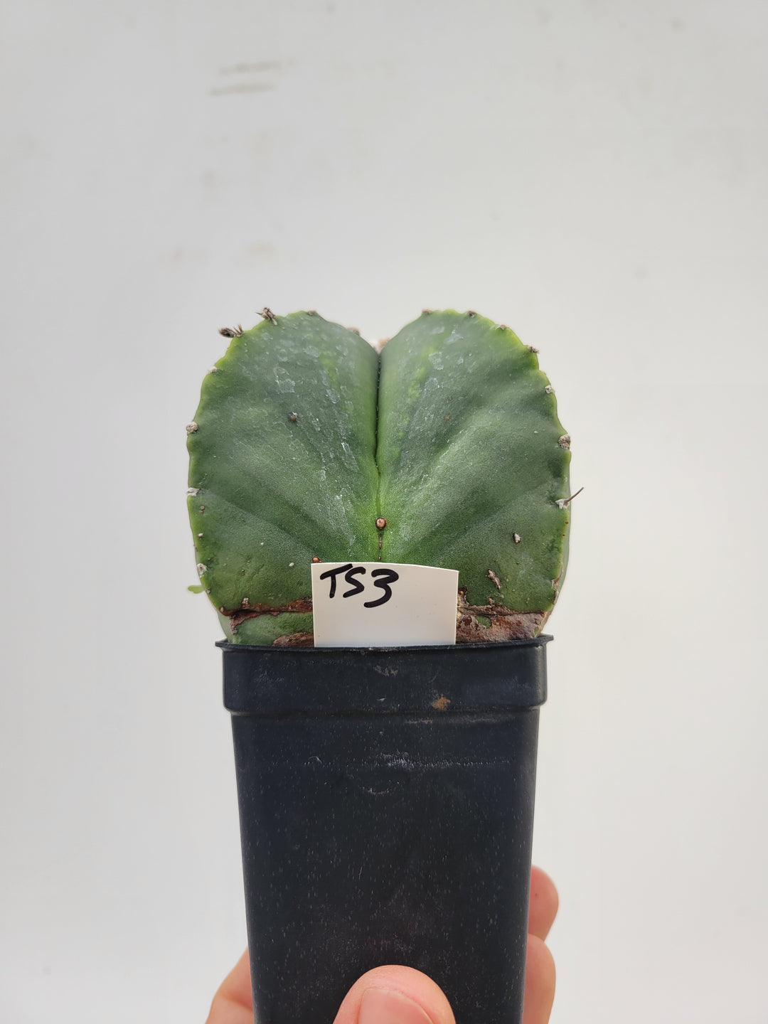 Astrophytum Myriostigma hybrid . 2.5" pot, very established, Specimen size XL  #T53 - Nice Plants Good Pots