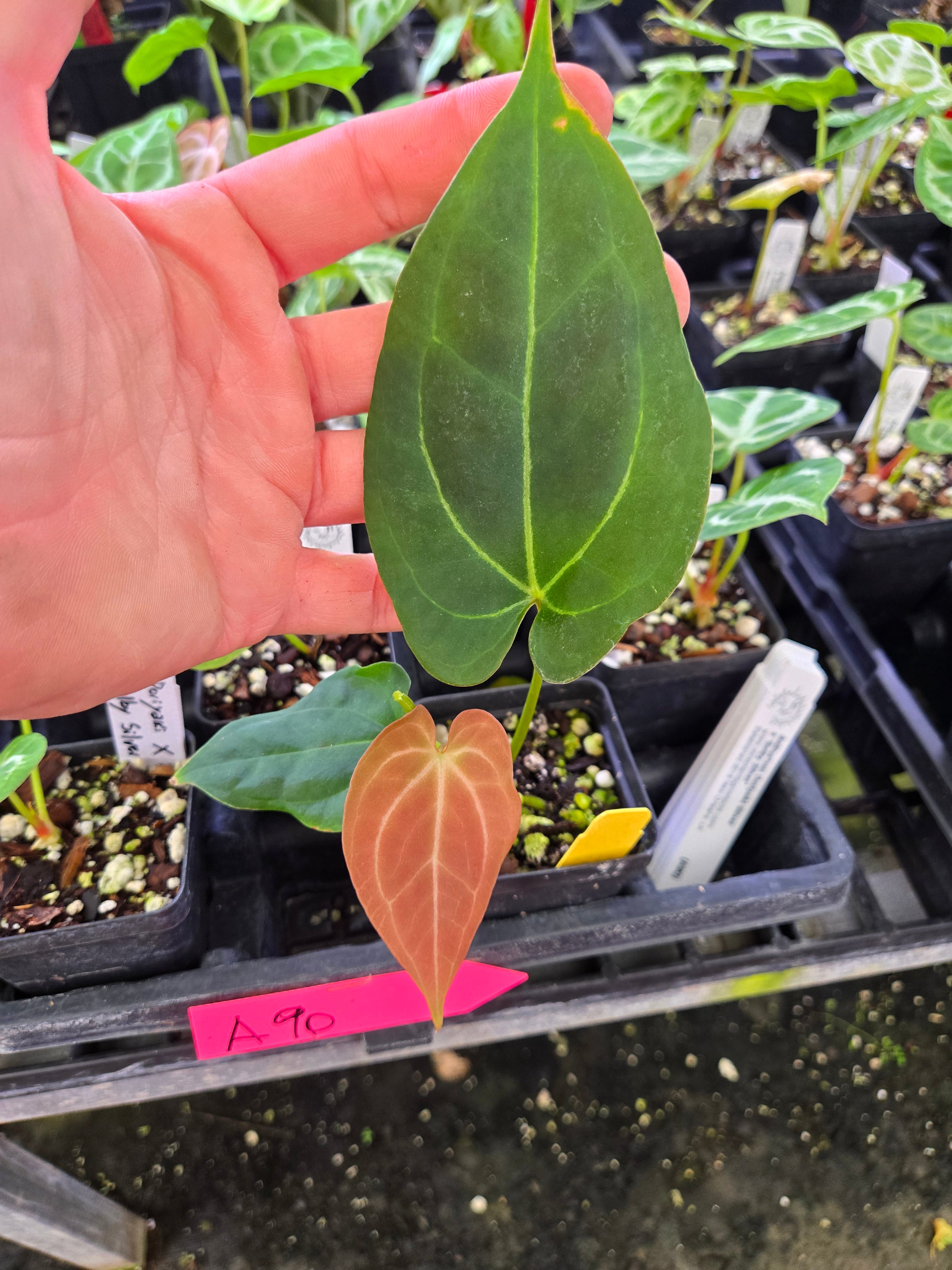 Anthurium Hybrid A107 | Nice Plants Good Pots