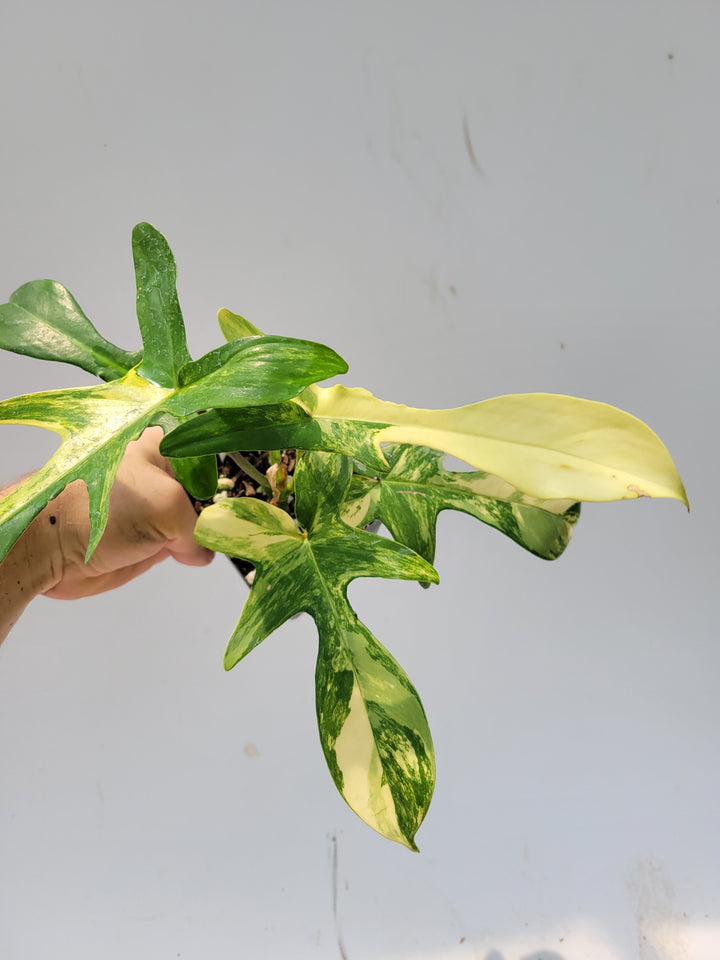 Philodendron Florida Beauty variegated,  established & unusual,  easy to grow , indoor tropical houseplant, US Seller- g6