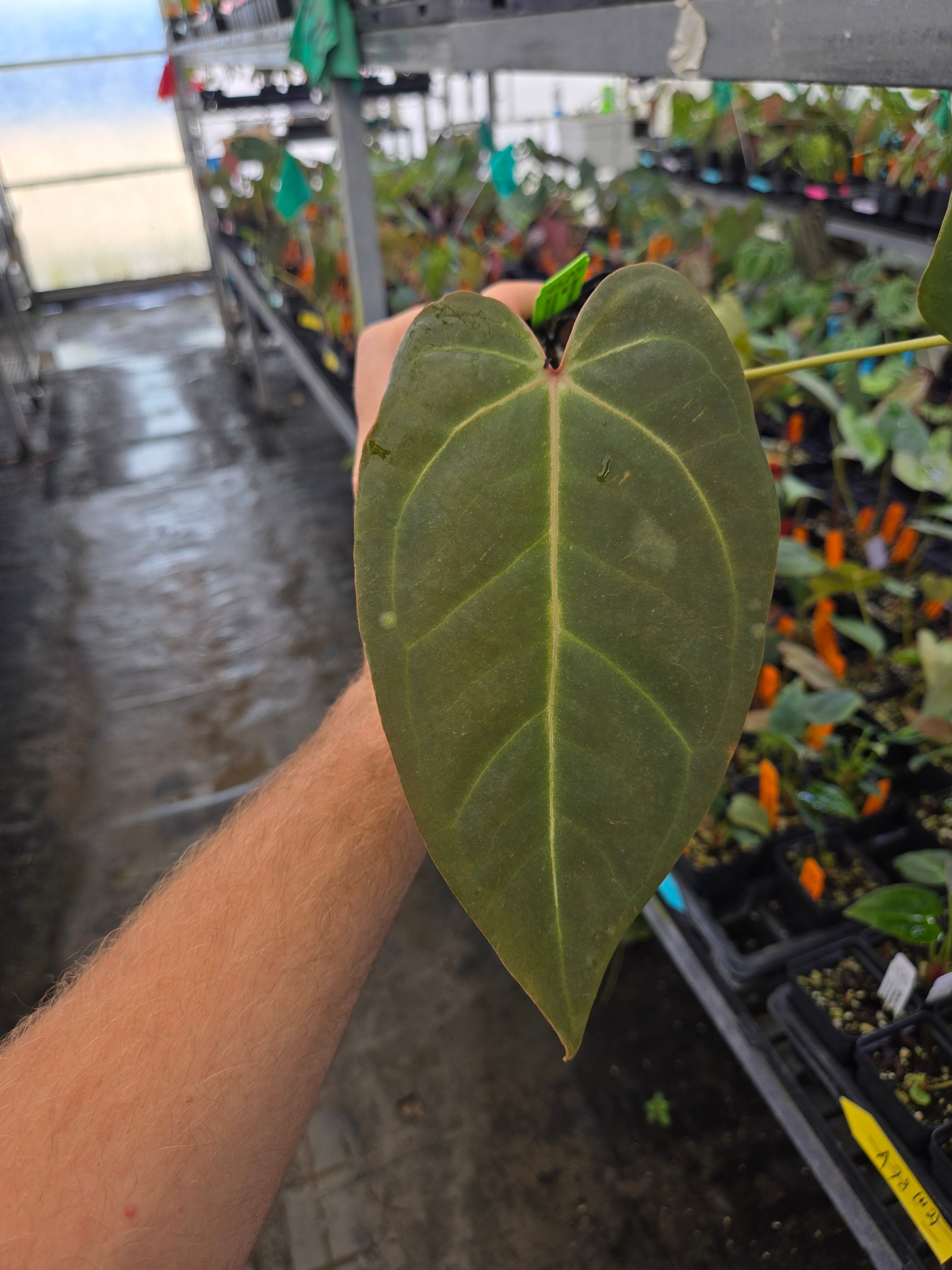 Anthurium 'Rotundatum X' x open (A77)