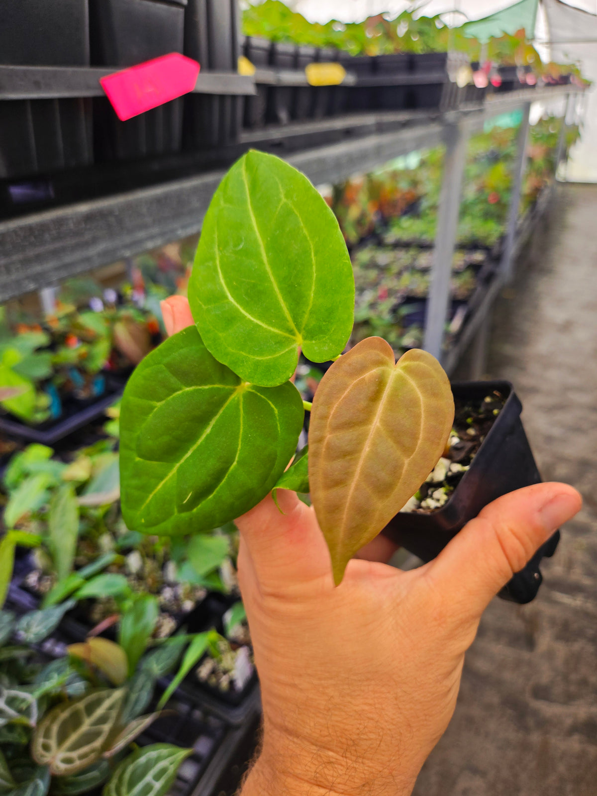 anthurium stripey Anthurium 'Swampmannii Long' x ('Tim Anderson Stripey Mag Pap' or 'Gol –  Nice Plants Good Pots