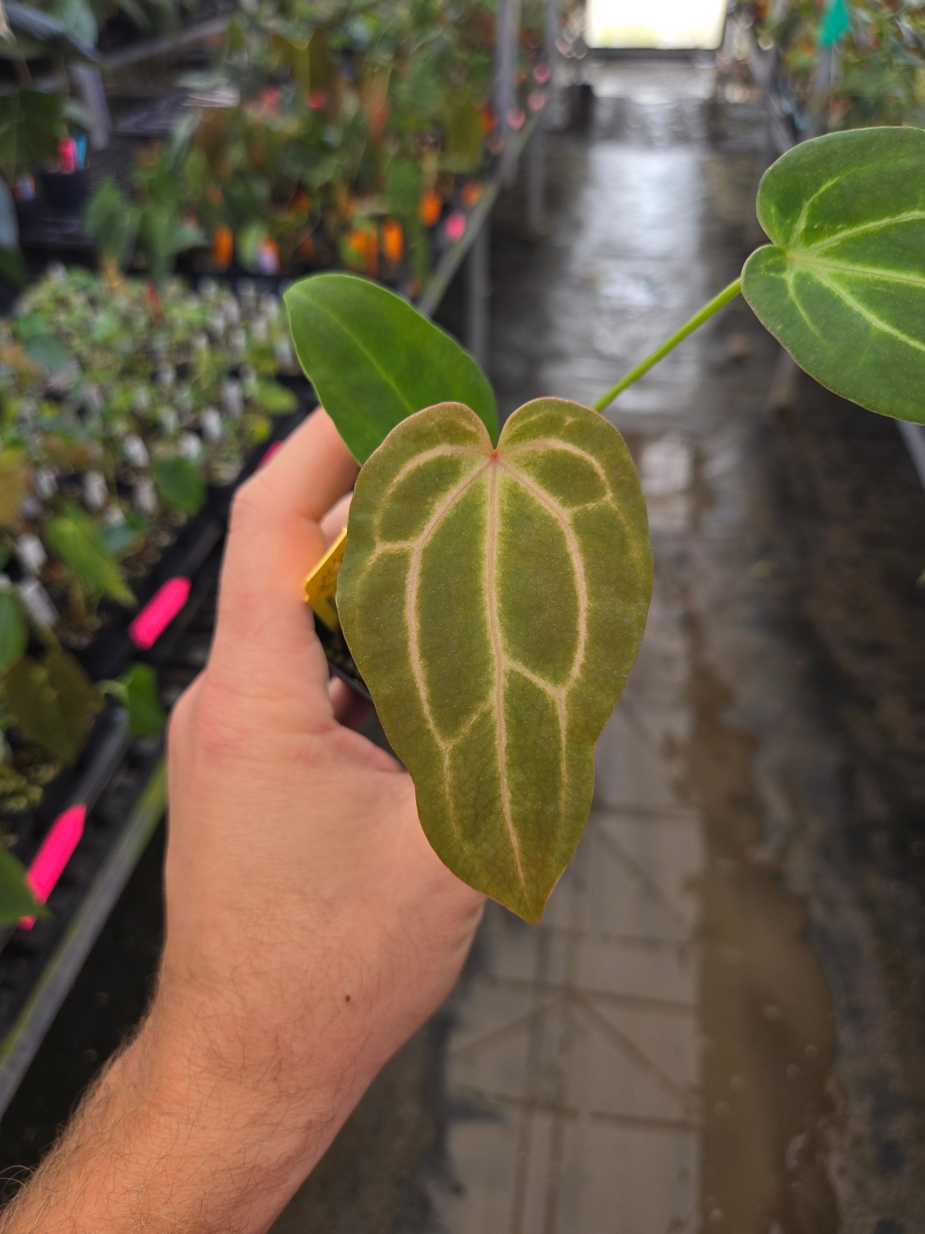 Anthurium 'Swampmannii #3' x ('Rotundatum X' / 'Doc Block Purple F2 #1' (A106)