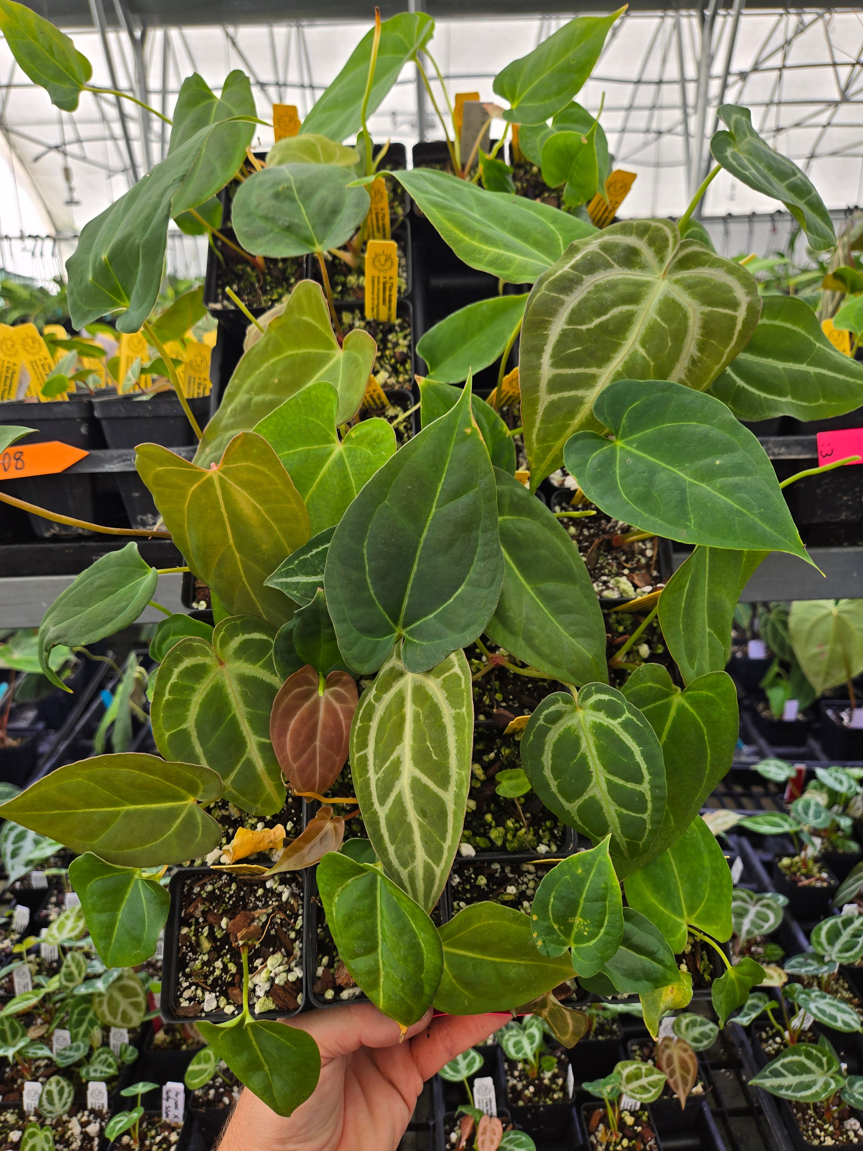 Anthurium Hybrid A107 | Nice Plants Good Pots