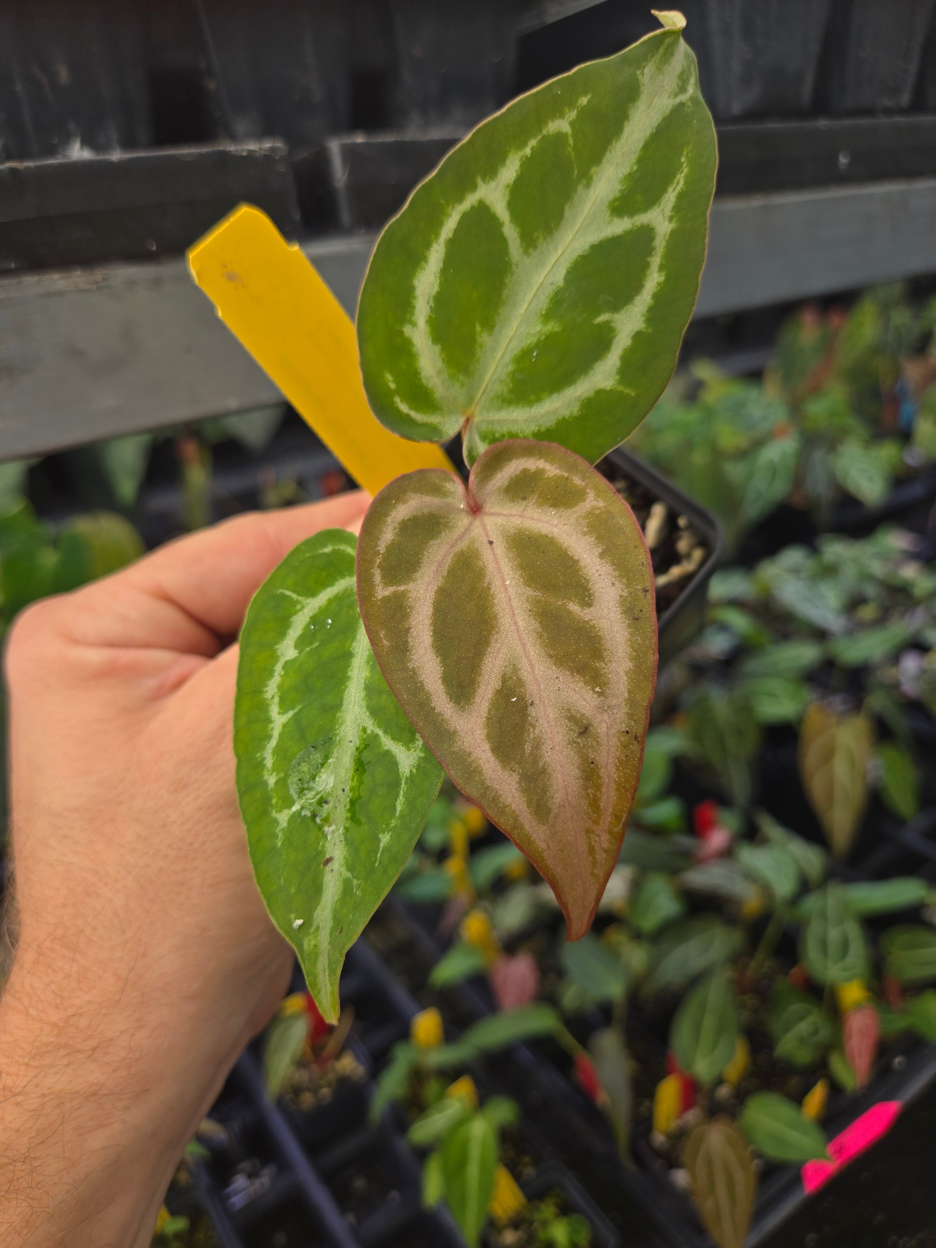 Anthurium 'SKG Grey F2' (A88)