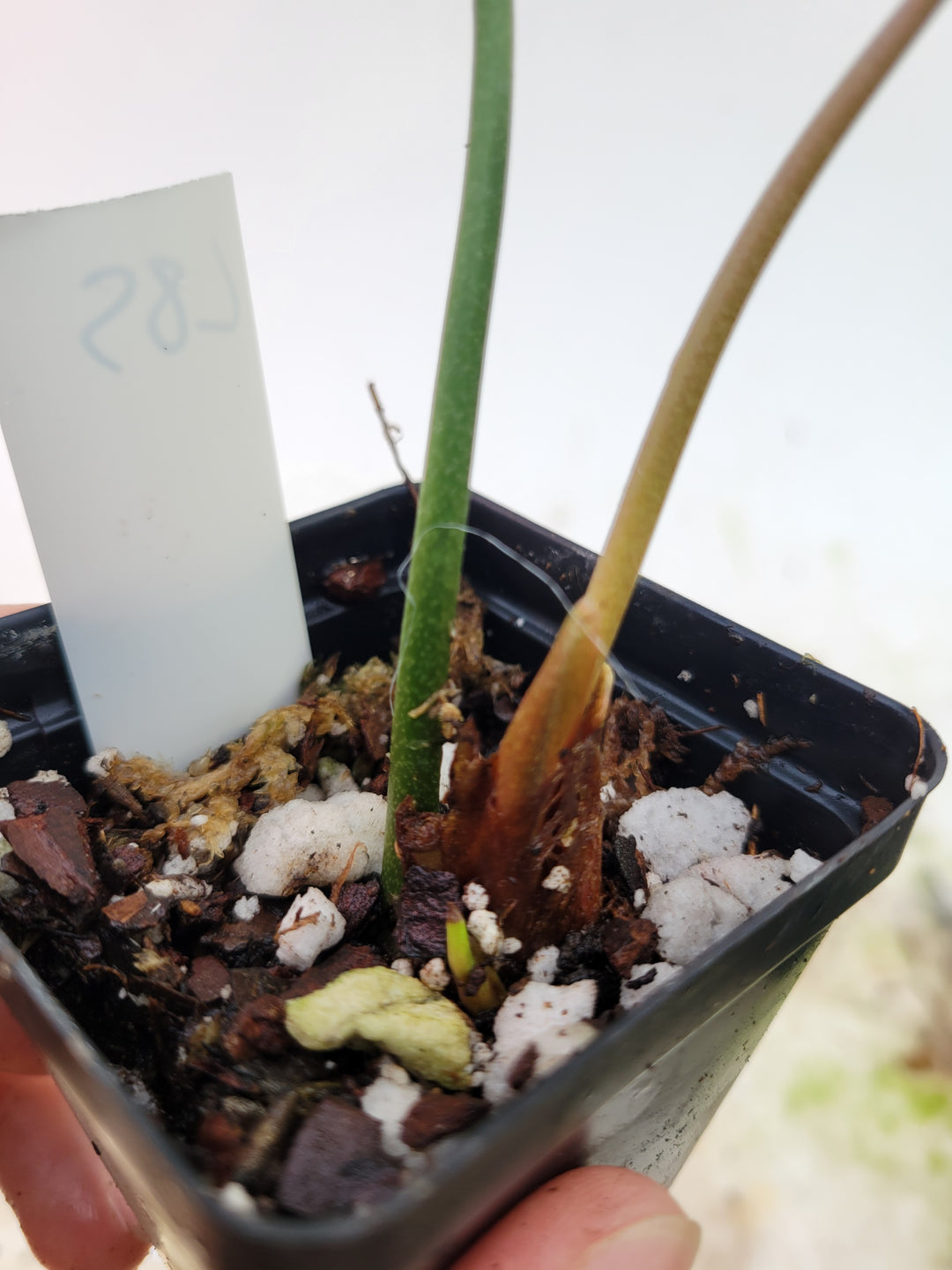 Anthurium Leuconeurum Banta. Rare Anthurium from John Banta. Multiple Growth Points #L85