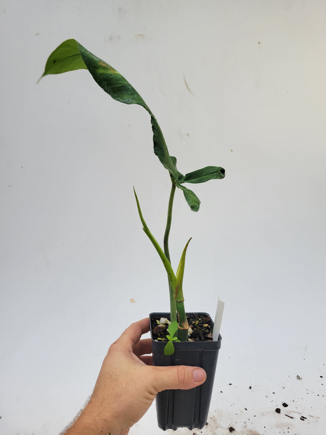 Philodendron Joepii, Non Tissue Culture, US Seller #e4 - Nice Plants Good Pots