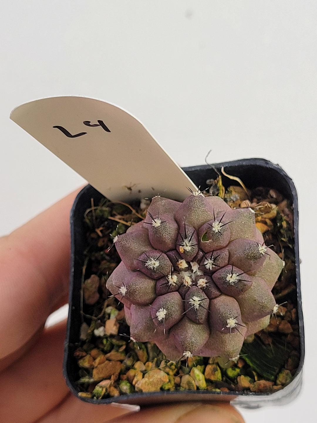 Copiapoa Purple Hybrid. Seed Grown #T4 - Nice Plants Good Pots