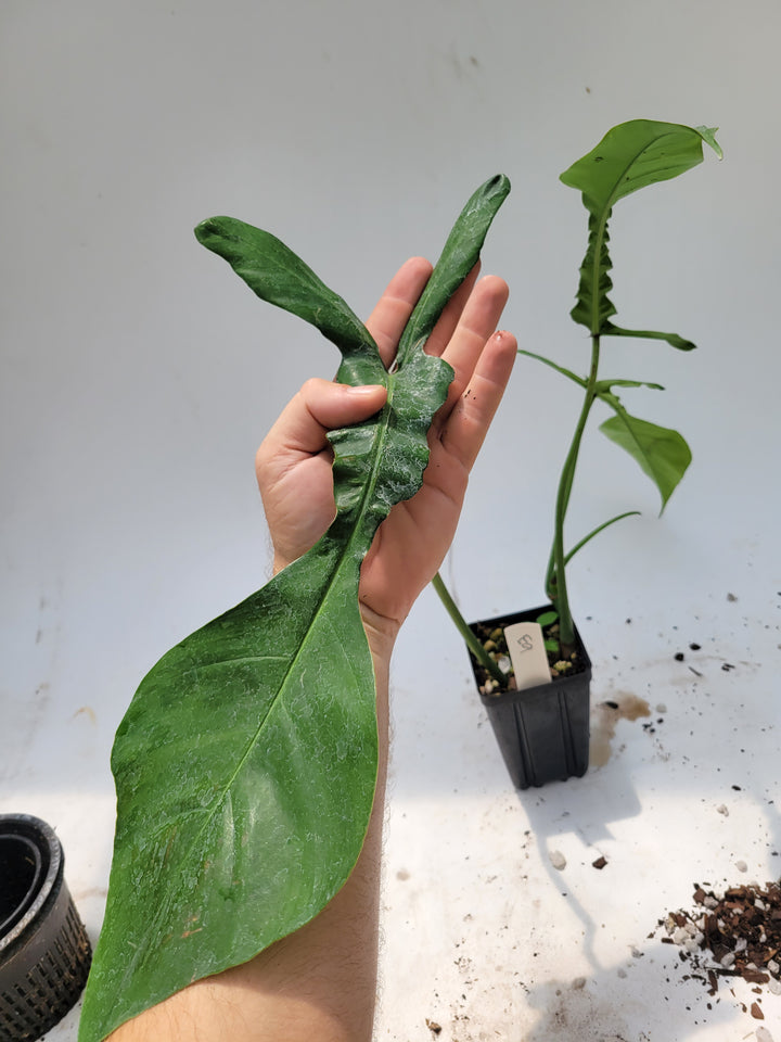 Philodendron Joepii, Non Tissue Culture Very large rooted plant, US Seller #e9