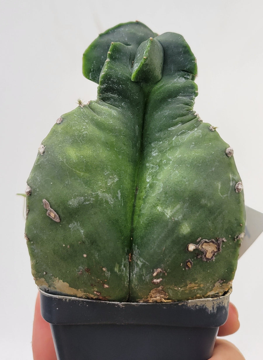 Astrophytum Myriostigma Nudum , Very unusual growth habit . 2.5" pot, very established, Specimen size  #T66 - Nice Plants Good Pots
