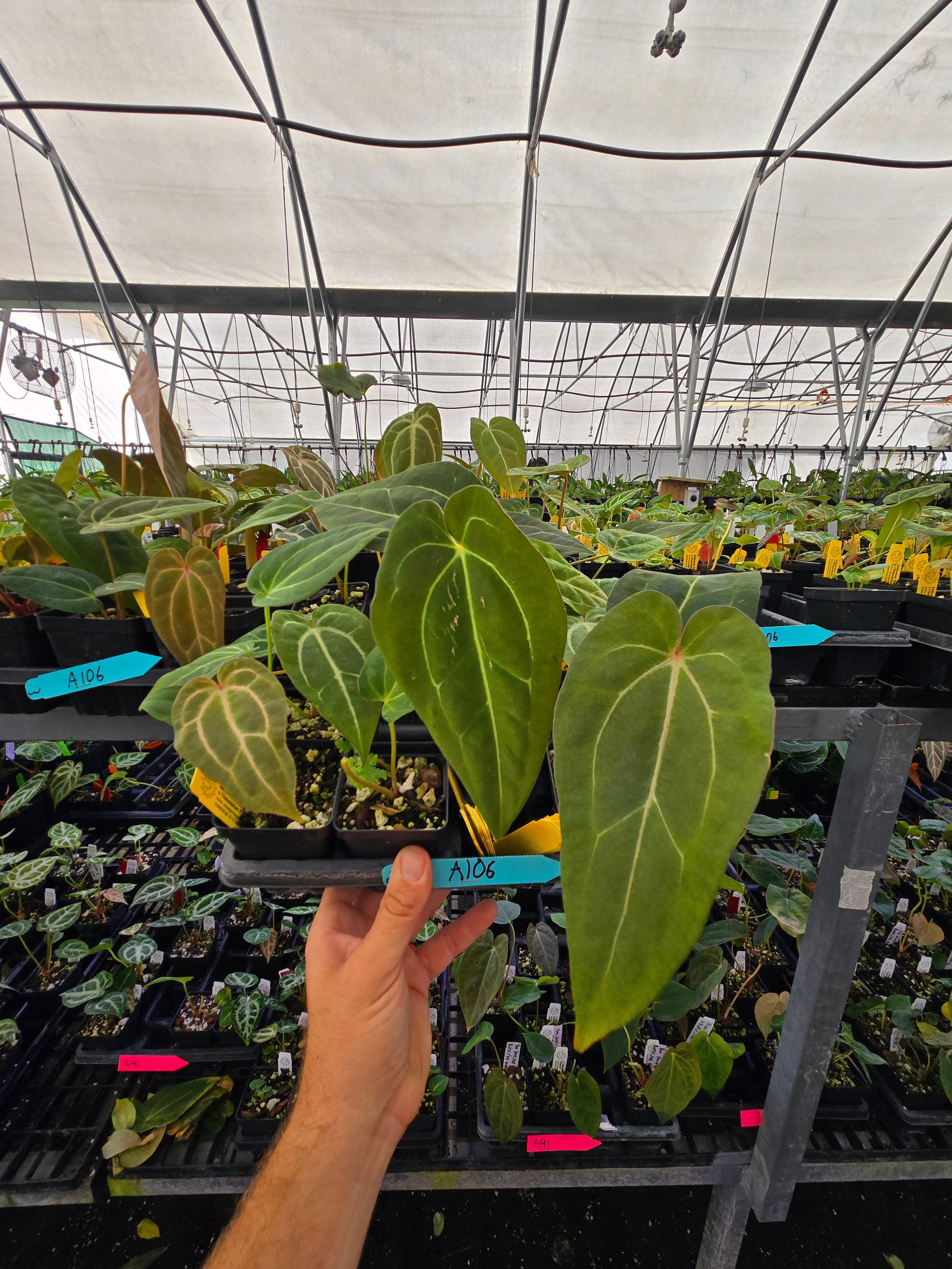 Anthurium 'Swampmannii #3' x ('Rotundatum X' / 'Doc Block Purple F2 #1' (A106)