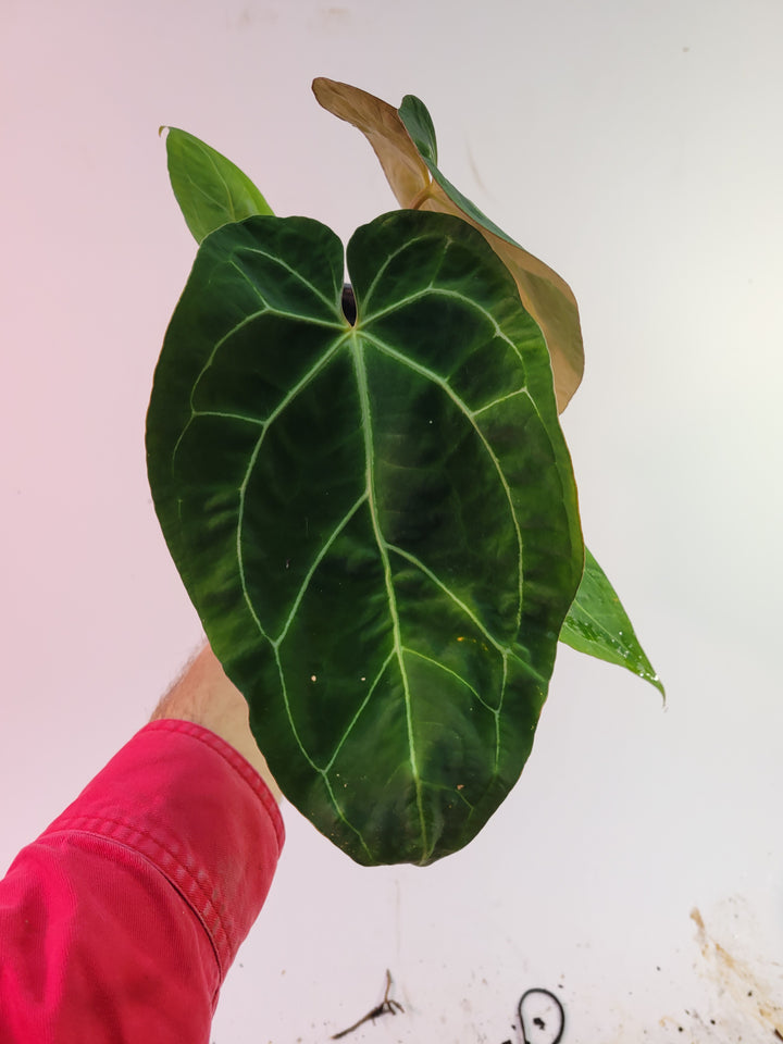Anthurium Doc Block F2 x A. Hoffmannii ,Select 6in pot flowering size!-  #K60