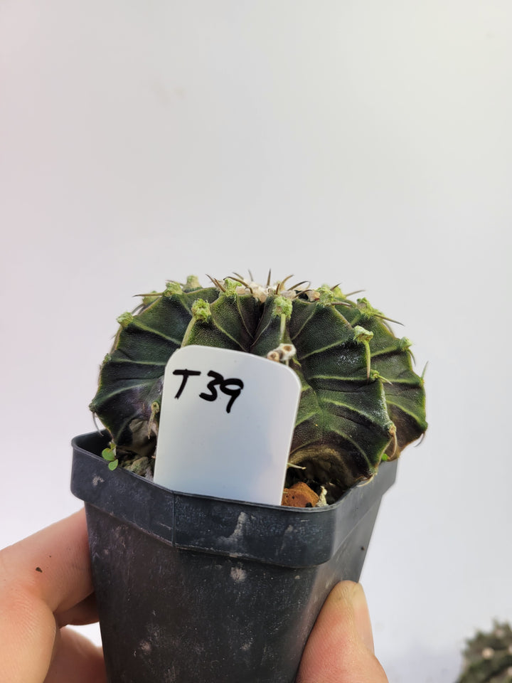 Gymnocalycium Friedrichii LB 2178. Xlarge Flowering Size!  rooted & established, (Deaw Cactus )Beautiful purple cactus #t39 - Nice Plants Good Pots