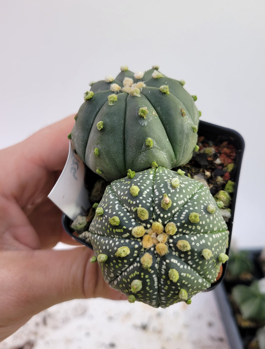 Astrophytum asterias cv. Superkabuto, rooted and established Deaw Cactus- Flowering Seed Grown#T29 - Nice Plants Good Pots