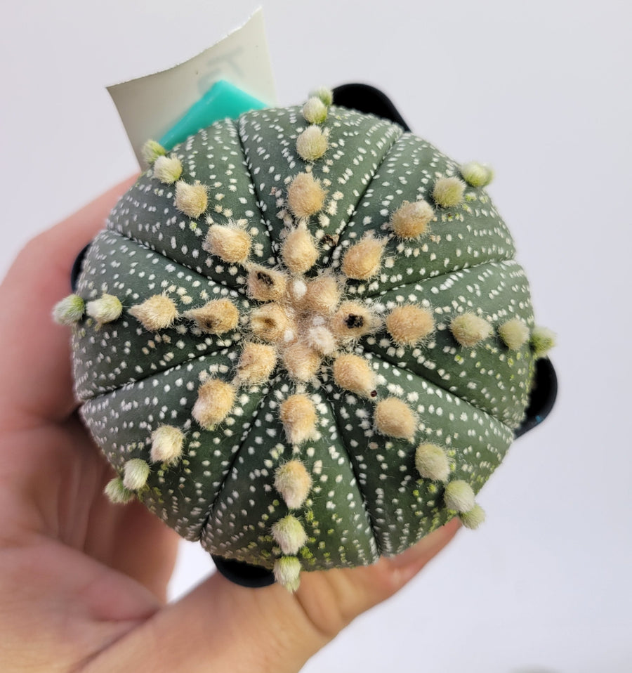 Astrophytum asterias cv. Superkabuto, rooted and established Deaw Cactus- Flowering Seed Grown#T21 - Nice Plants Good Pots