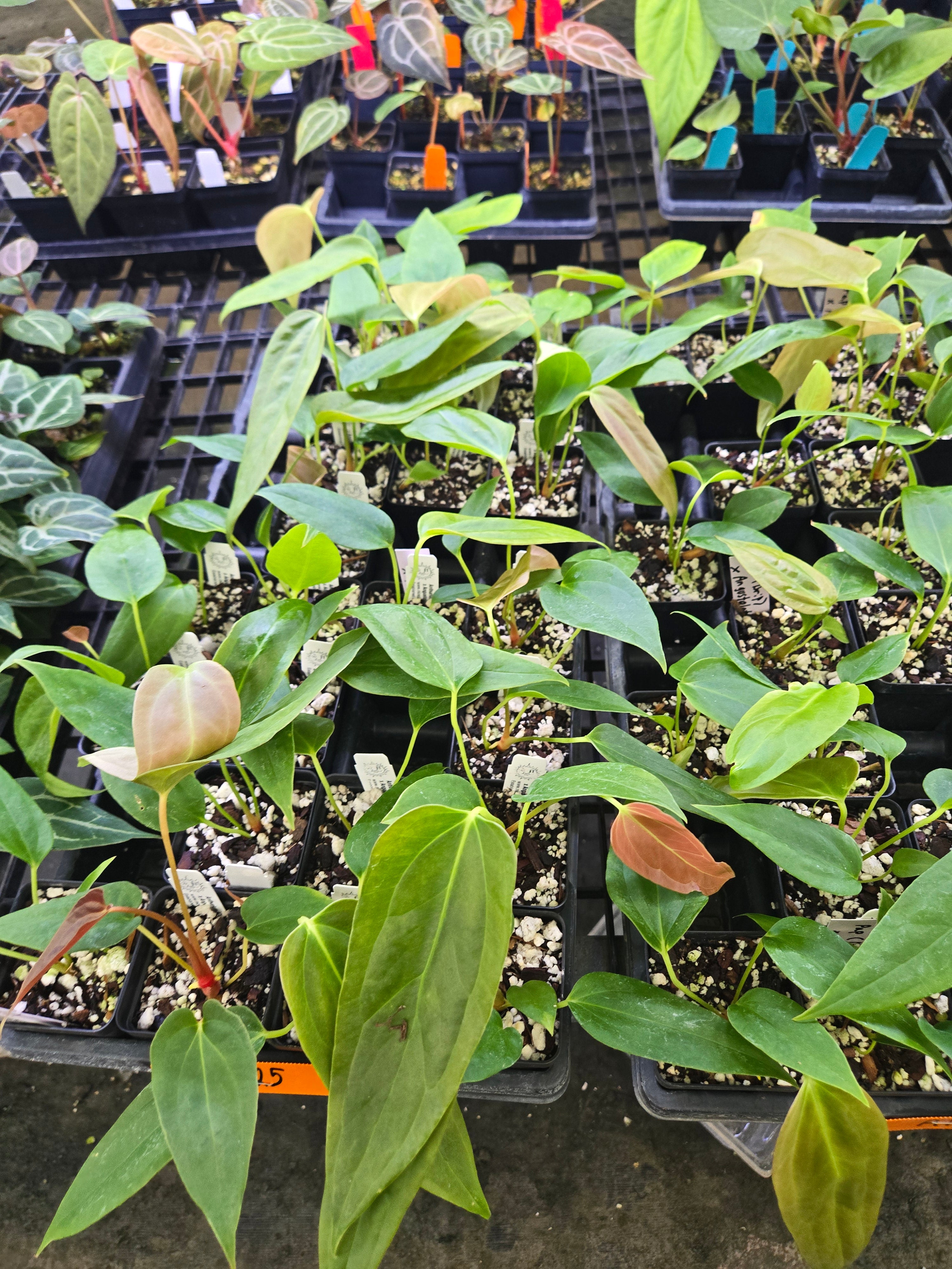 anthurium angustilobum Anthurium Papillilaminum 'Dripillilaminum' X Angustilobum (A125) – Nice Plants Good Pots