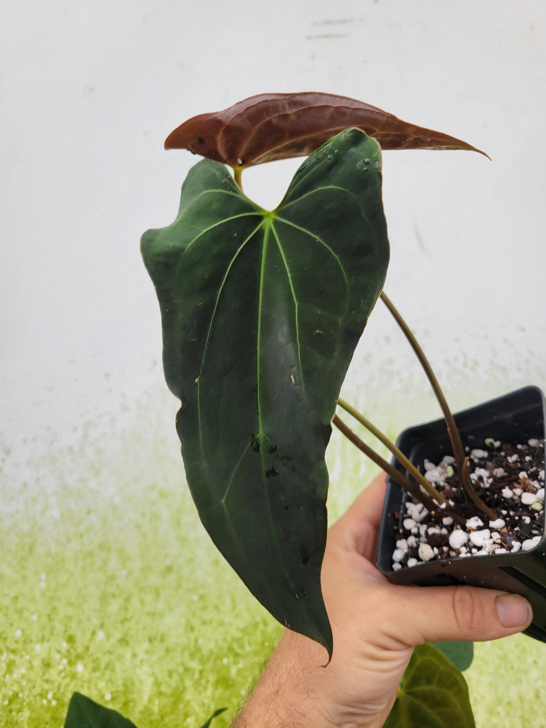 Anthurium Ace Of Spades 