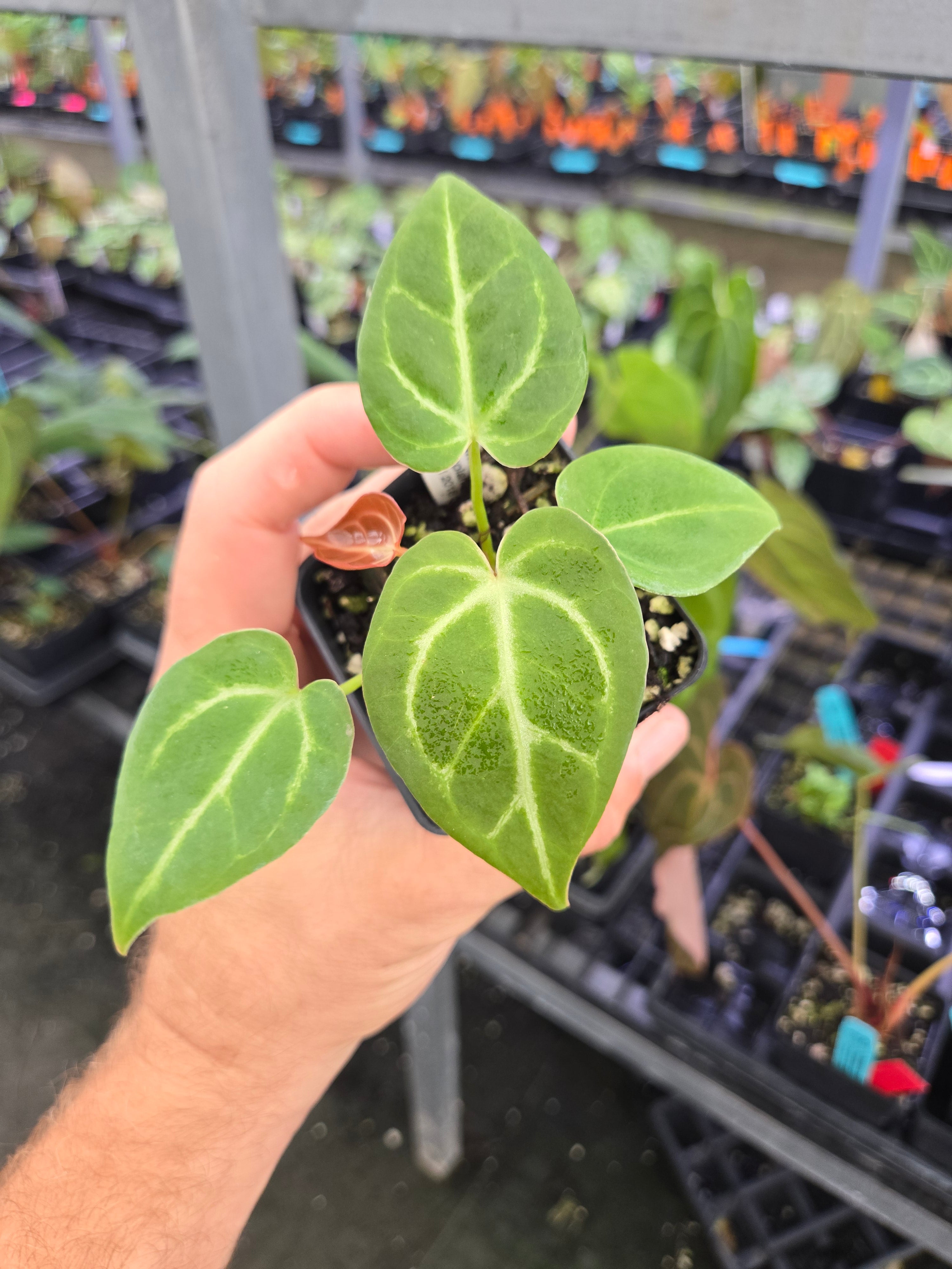 Anthurium Doriyaki Silver x 'Hoffmannii X Butterfly' (A114)