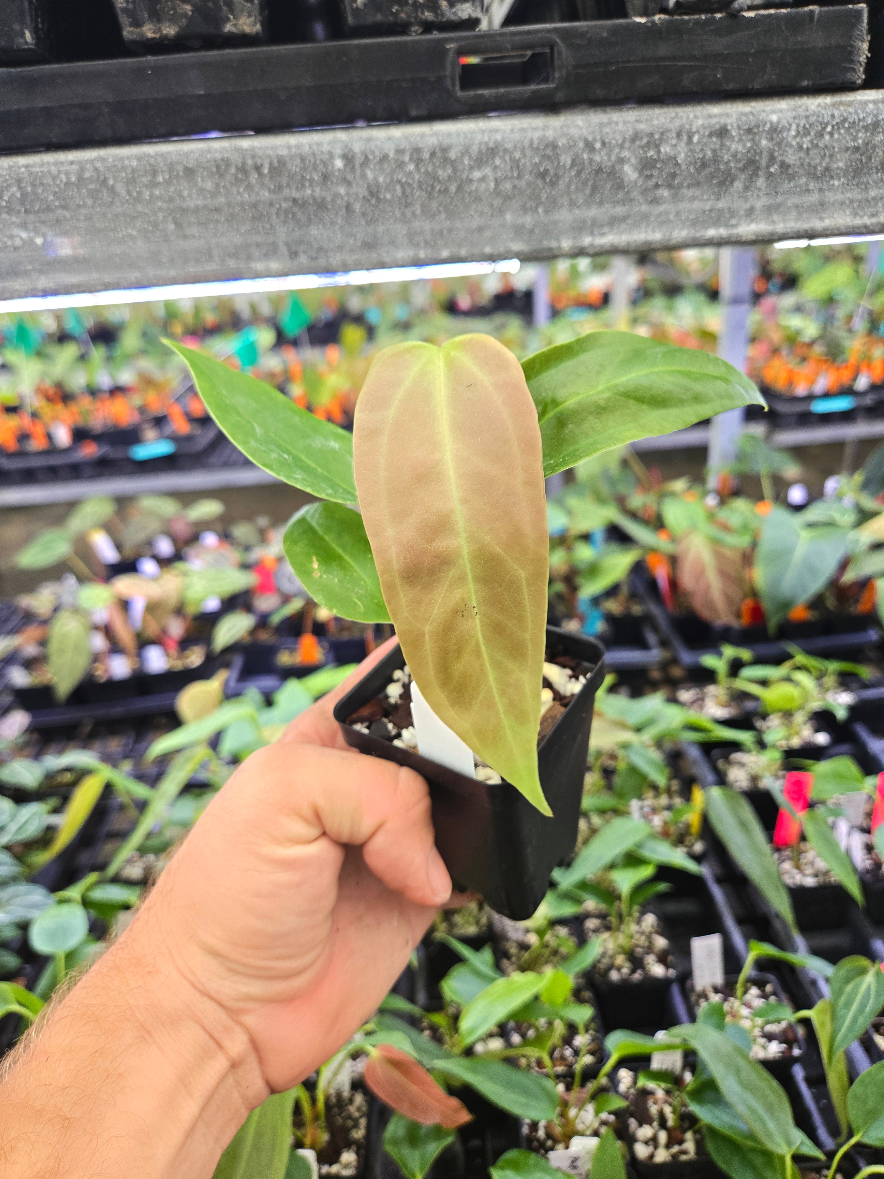 Anthurium Papillilaminum 'Dripillilaminum' x Angustolobium (A125)