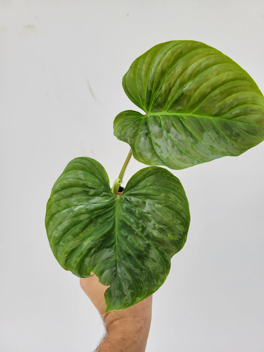 Philodendron Majestic-  The beautiful hybrid of Sodiroi x Verrucosum- Growers Choice listing - Nice Plants Good Pots