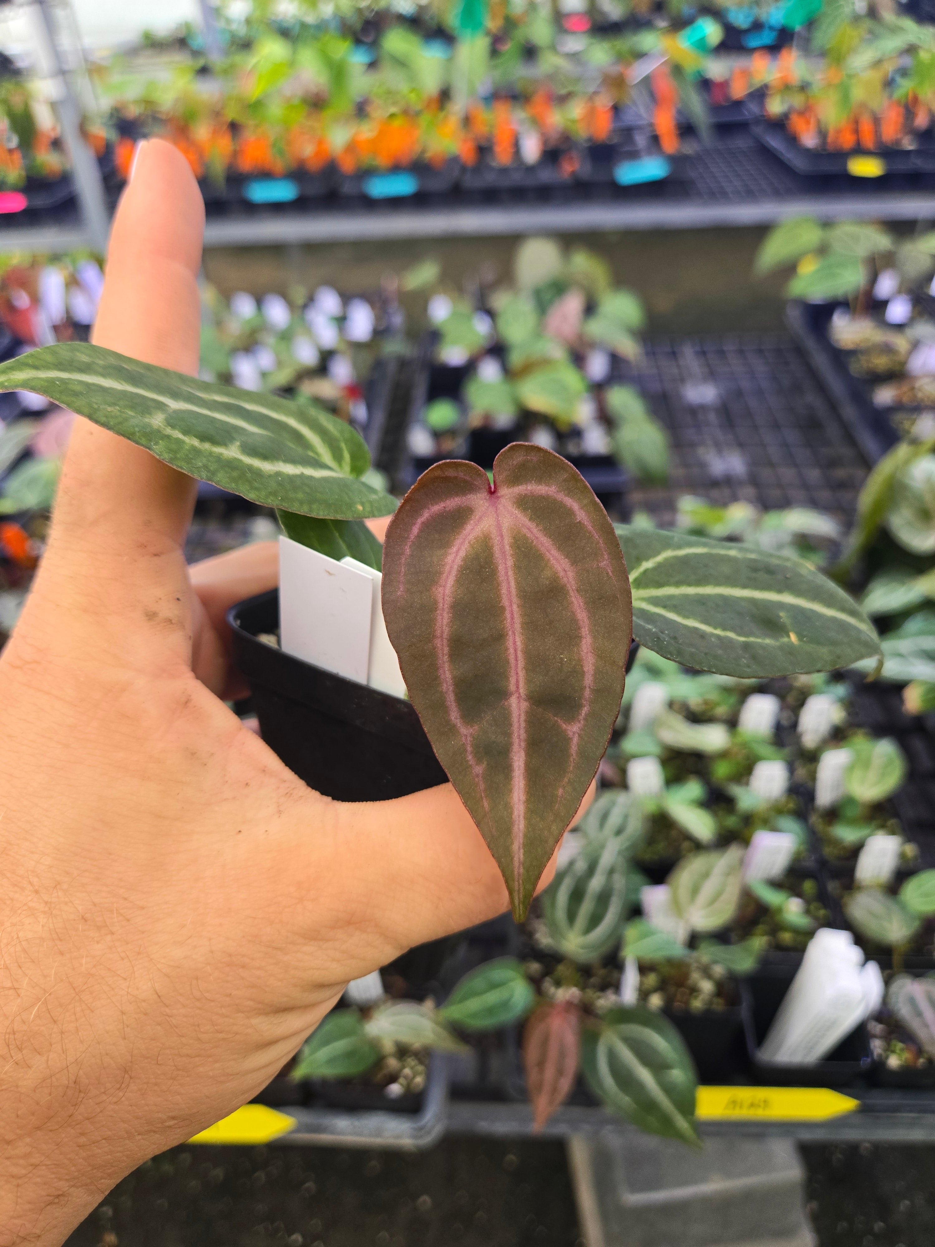 Anthurium 'Doc Block Red F2' x 'Doc Block Purple F2' (A124)
