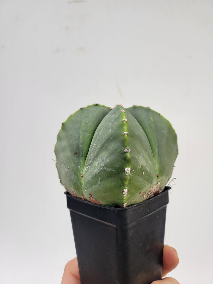 Astrophytum Myriostigma hybrid . 2.5" pot, very established, Specimen size XL  #T53 - Nice Plants Good Pots