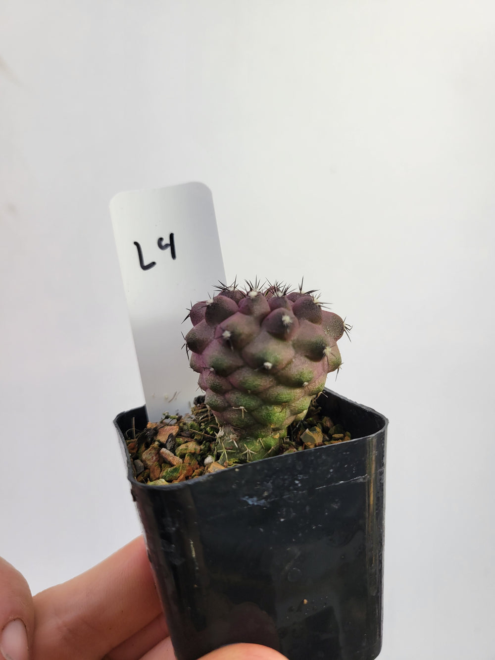 Copiapoa Purple Hybrid. Seed Grown #T4 - Nice Plants Good Pots