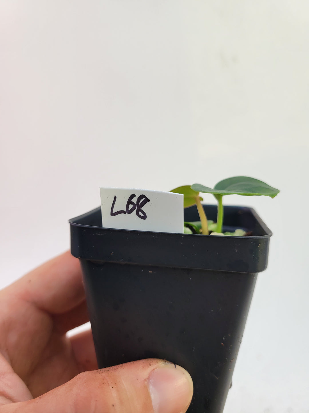 Anthurium Doc Block Purple x Luxurians #L68 - Nice Plants Good Pots