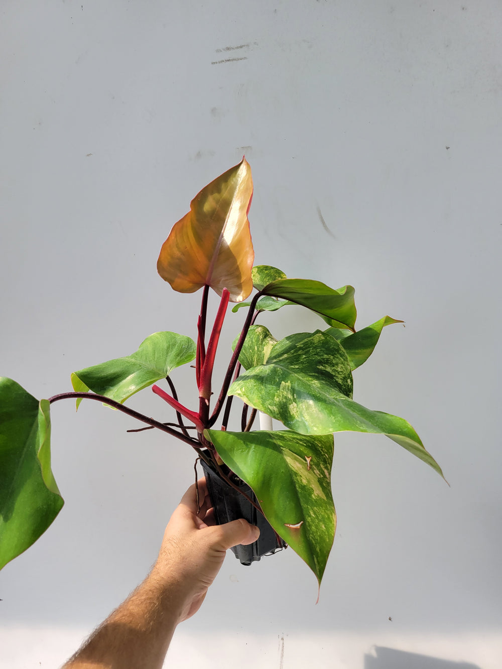 Philodendron Strawberry Shake, High Variegation,  unique collector specimen, established, exact plant pictured  #T41 - Nice Plants Good Pots