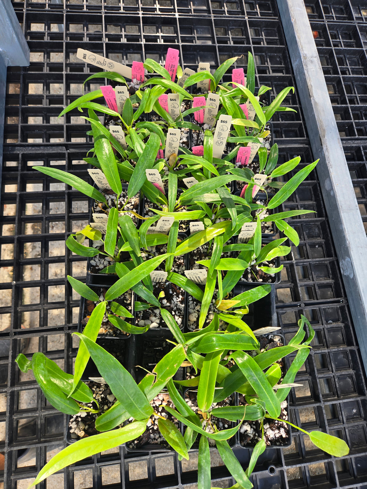 Anthurium Rotundatum sp (SP03)