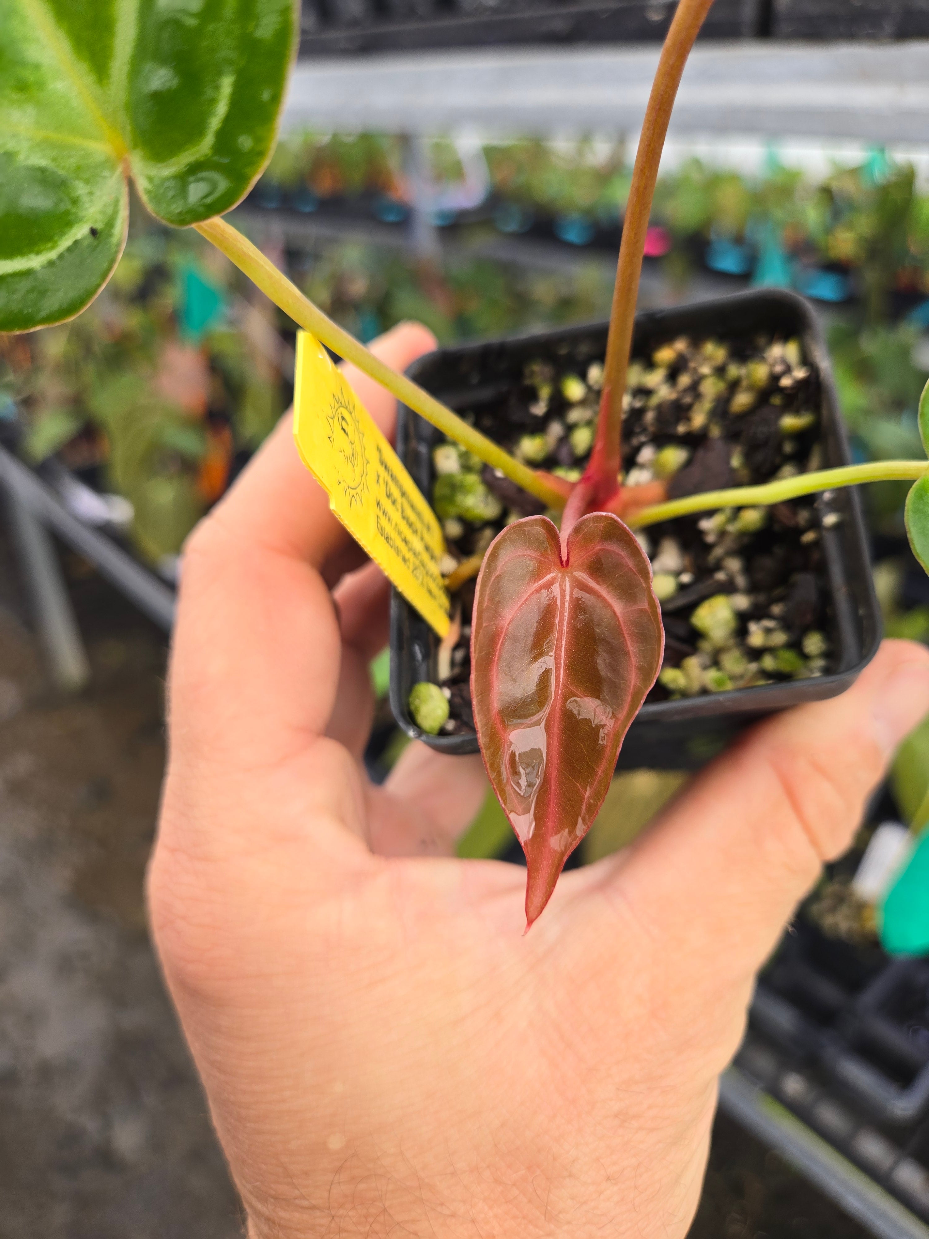 Anthurium 'Swampmannii #1' x 'Doc Block Purple F2' (A83)
