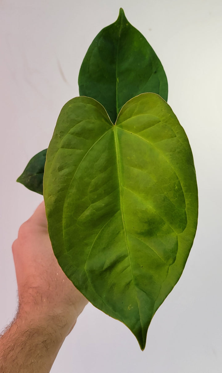Anthurium (Magnificum x Moronense) X Dr Block F2. Flat sinus triangular leaf hybrid! #k84