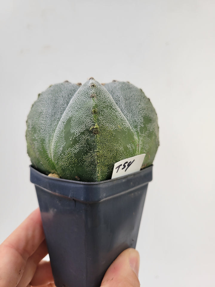 Astrophytum Myriostigma hybrid . 2.5" pot, very established, Specimen size XL #T54 - Nice Plants Good Pots