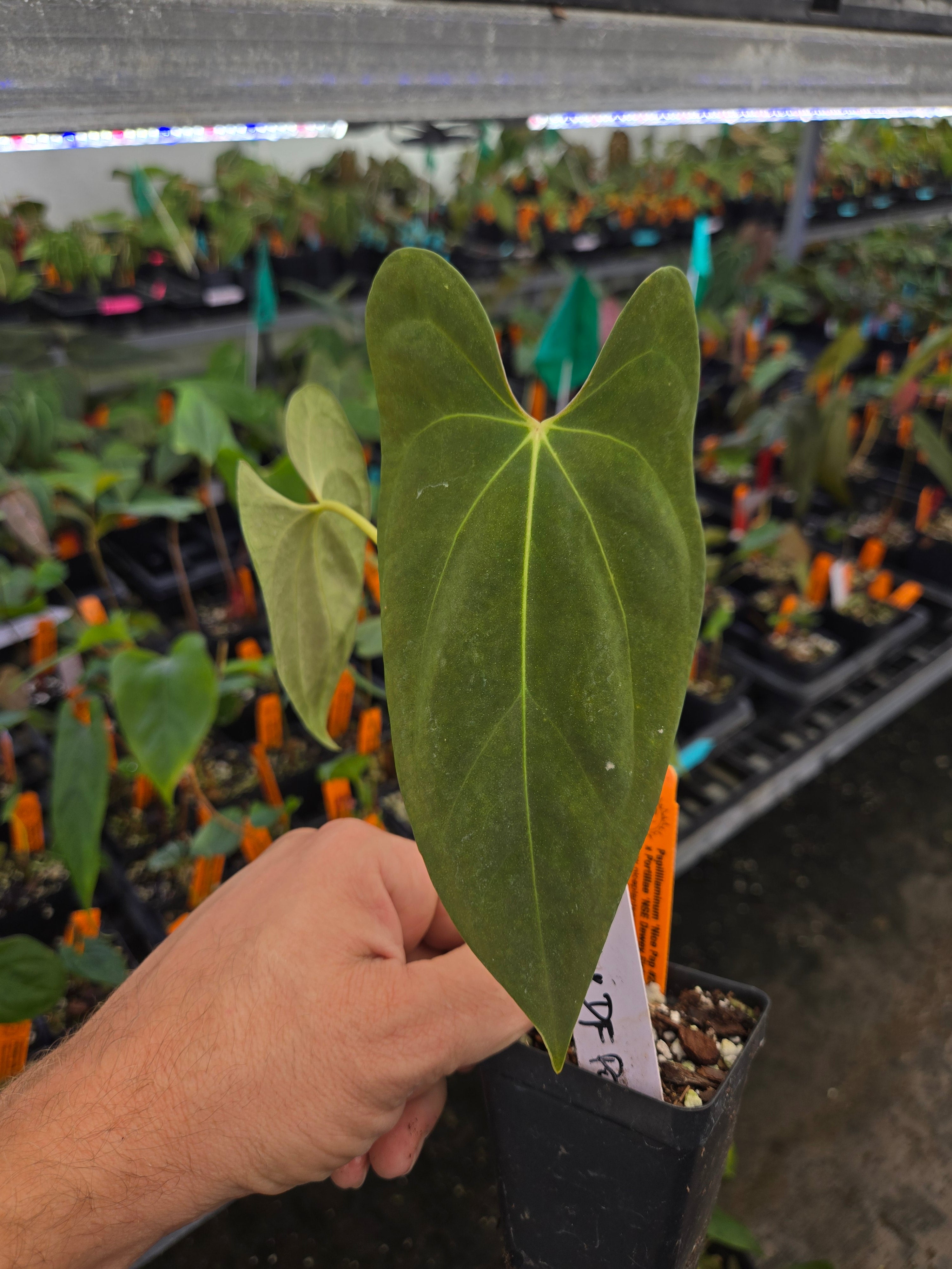 Anthurium Papillilaminum 'Nice Pap #28' X Portillae 'NSE Dewey Fisk Clone' (A71)