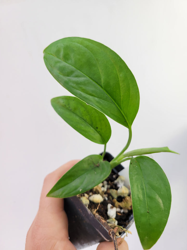 Monstera Obliqua Bolivian Form.   US seller- L20 - Nice Plants Good Pots