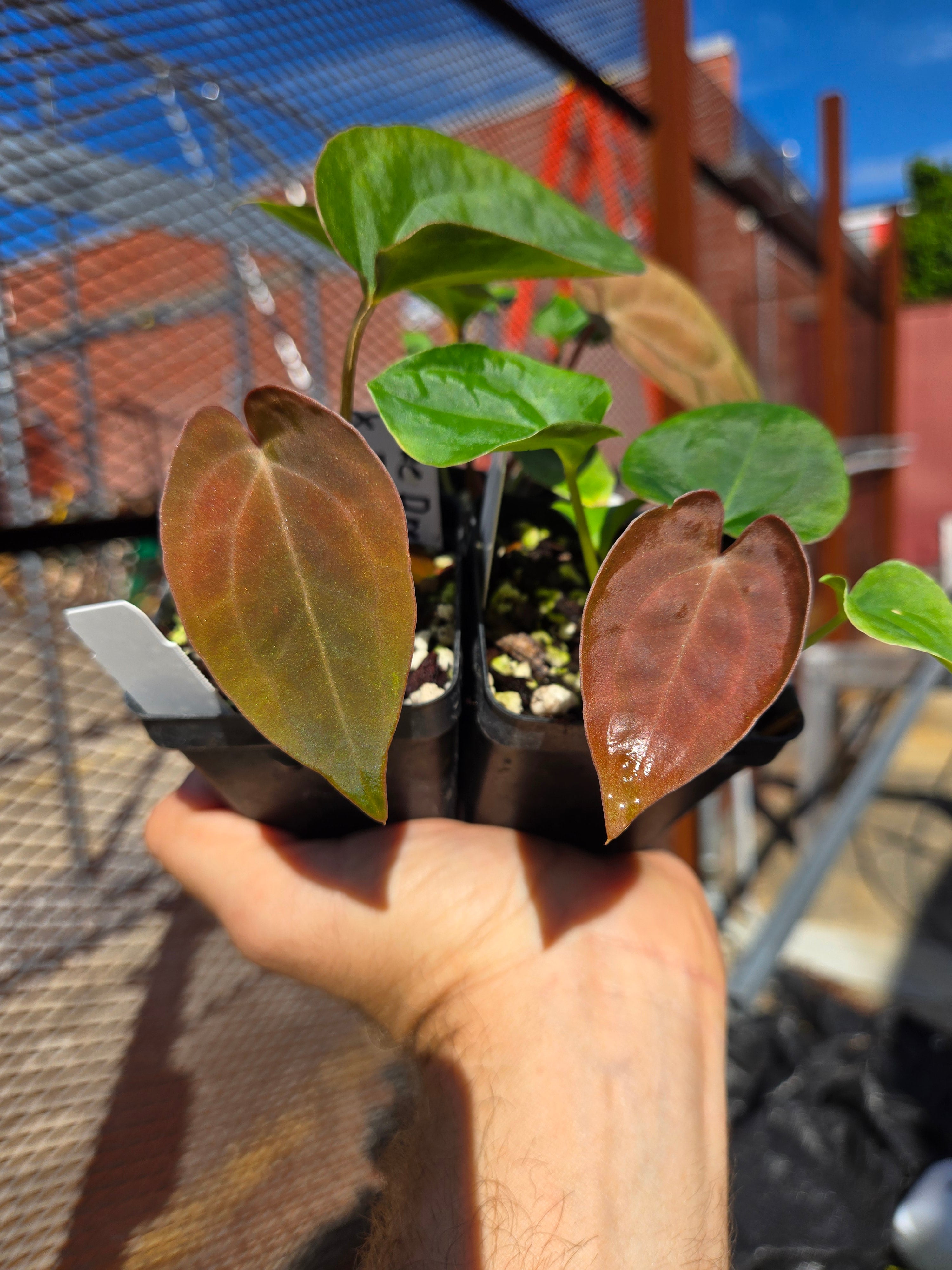 Anthurium ('Ree Gardens Dresslerei' / 'R.G Papillilaminum') x ('Rotundatum X'/'Doc Block Purple F2') (A91)