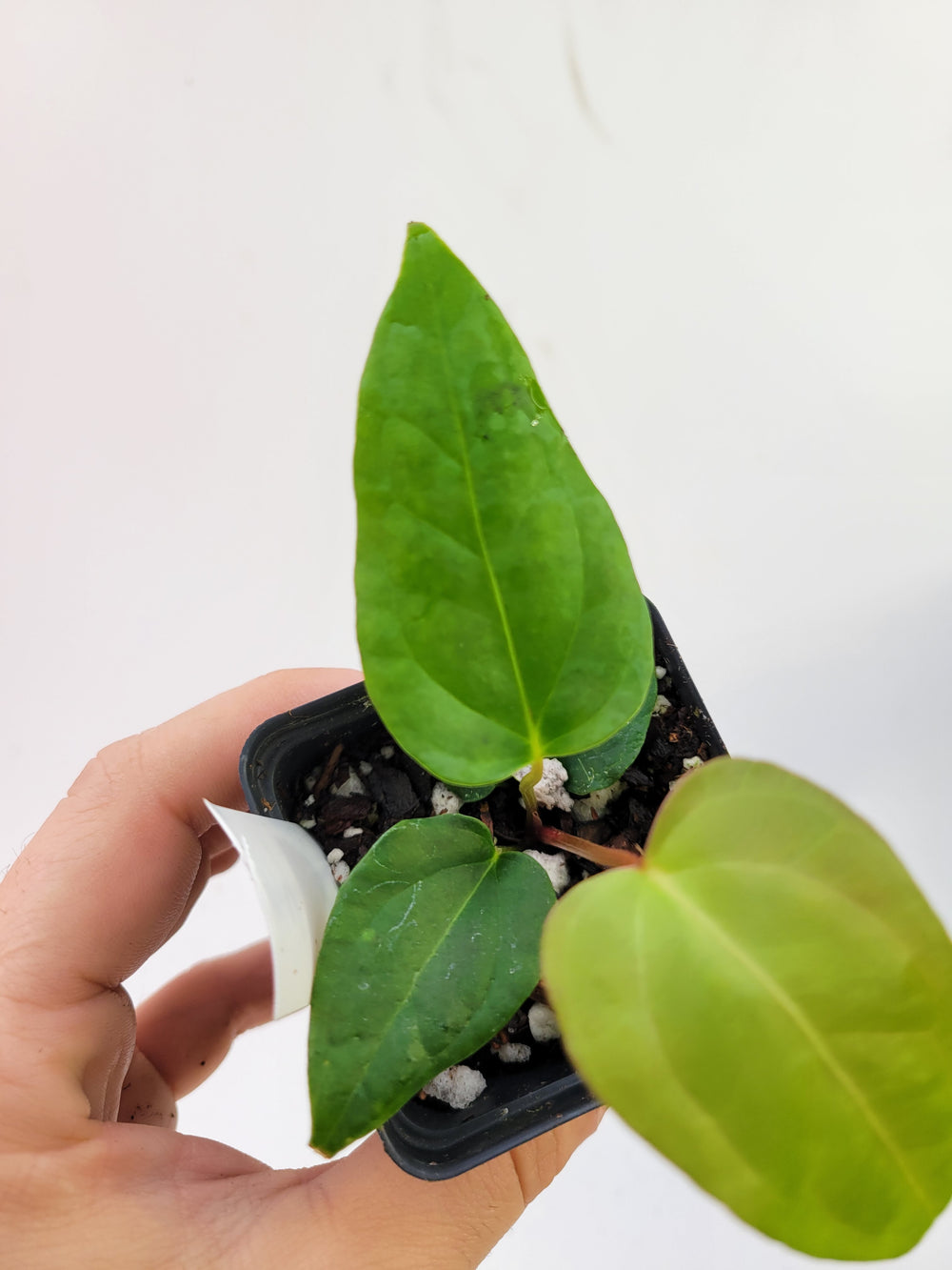 Anthurium (Magnificum x Moronense) X Dr Block F2. Flat sinus triangular leaf hybrid! #L4 - Nice Plants Good Pots