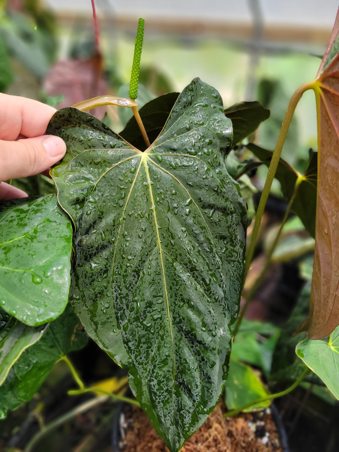 Anthurium Papillilaminum Ralph Lyman x Self. Mature plant #r1 - Nice Plants Good Pots