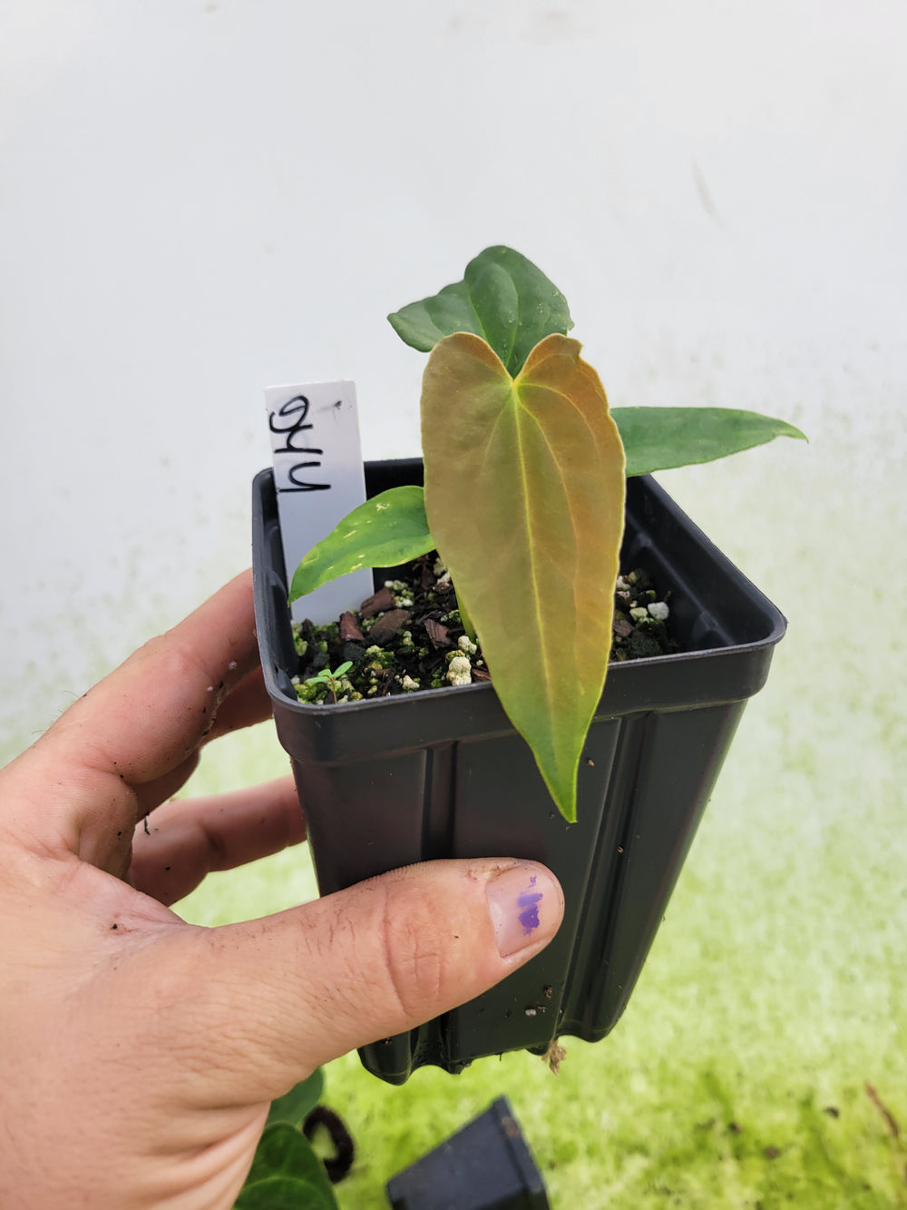 Anthurium Ree Gardens Papillilaminum x Self - #D44 - Nice Plants Good Pots