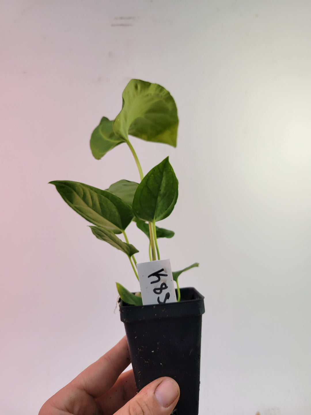 Anthurium (Magnificum x Moronense) X Dr Block F2. Flat sinus triangular leaf hybrid! #k85