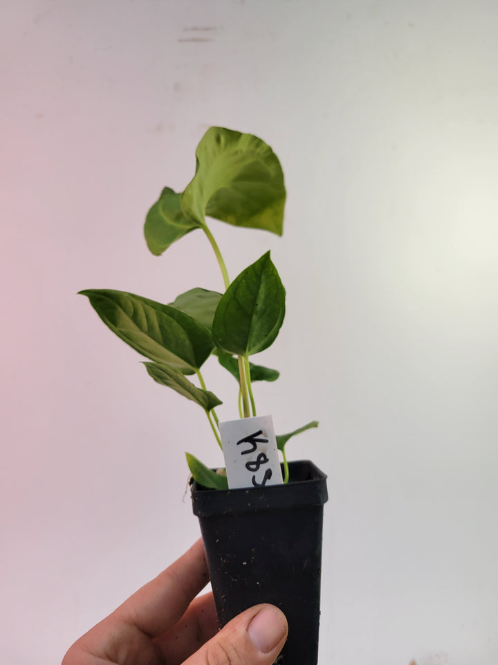 Anthurium (Magnificum x Moronense) X Dr Block F2. Flat sinus triangular leaf hybrid! #k85
