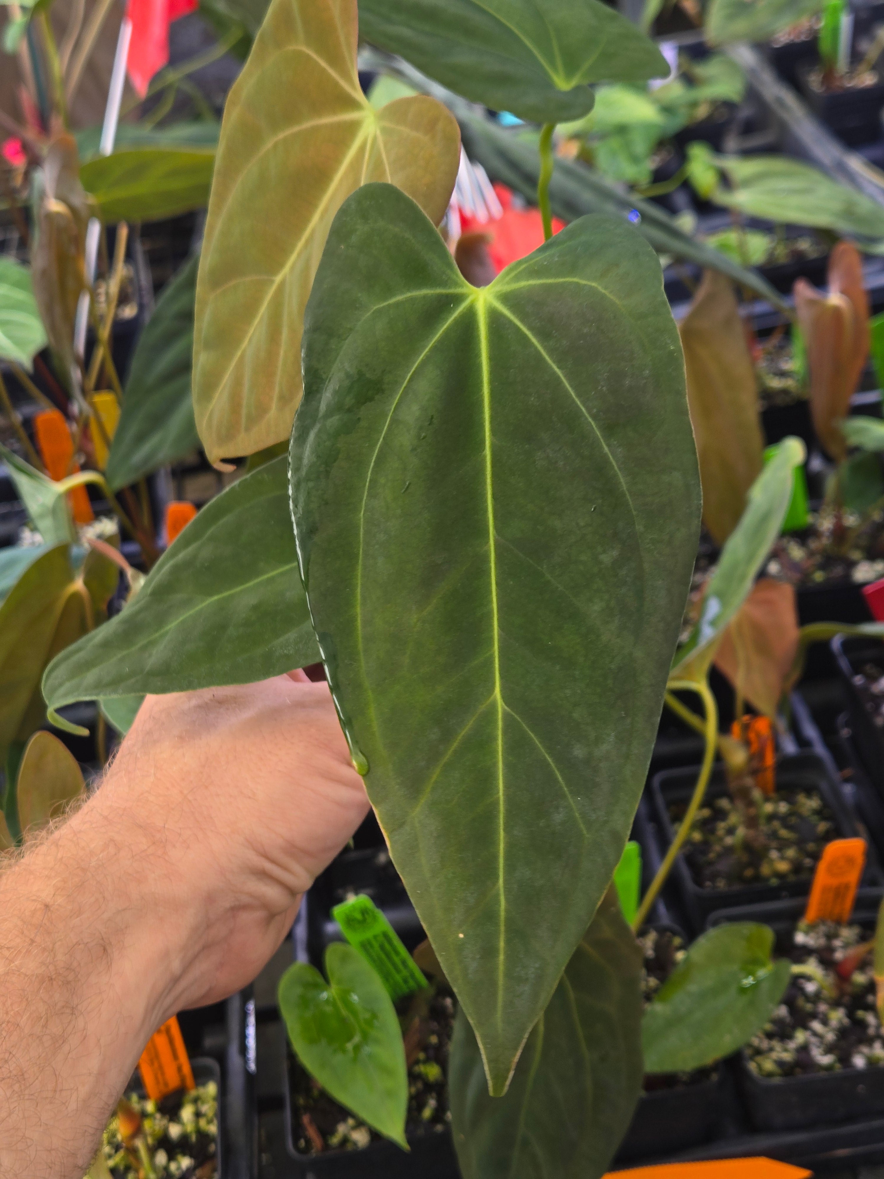 Anthurium Papillilaminum ‘Red Flower’ x Papillilaminum ‘Ralph Lynam' self  (A93)