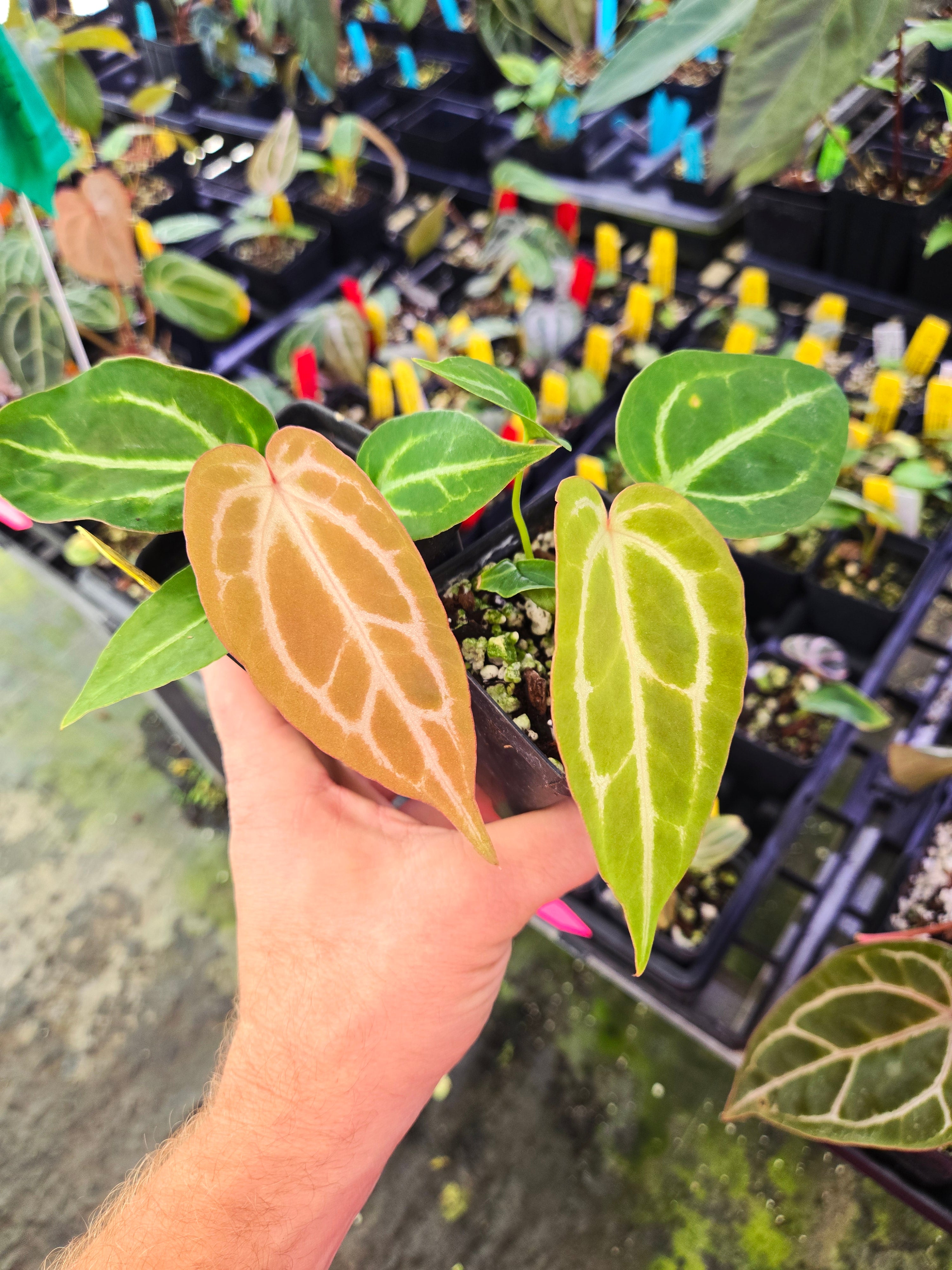 Anthurium 'Crystal Queen #3' x 'Doc Block Purple F2' (A110)