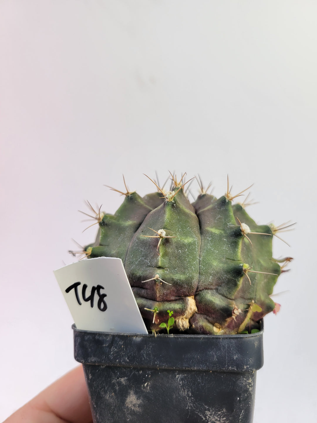 Gymnocalycium mihanovichii var. friedrichii Long Spine rooted & established, (Deaw Cactus ) Flowering Size!  Beautiful purple cactus#t48 - Nice Plants Good Pots
