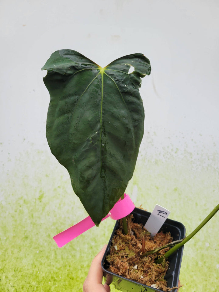 anthurium papillilaminum ralph lynam