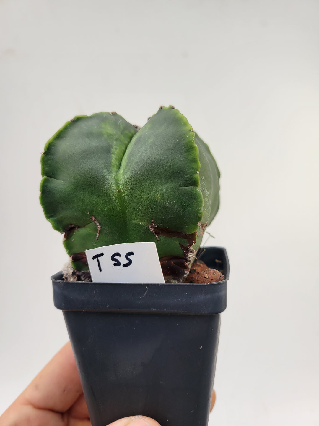 Astrophytum Myriostigma cv "kikko" hybrid . 2.5" pot, very established, Specimen size XL #T55 - Nice Plants Good Pots