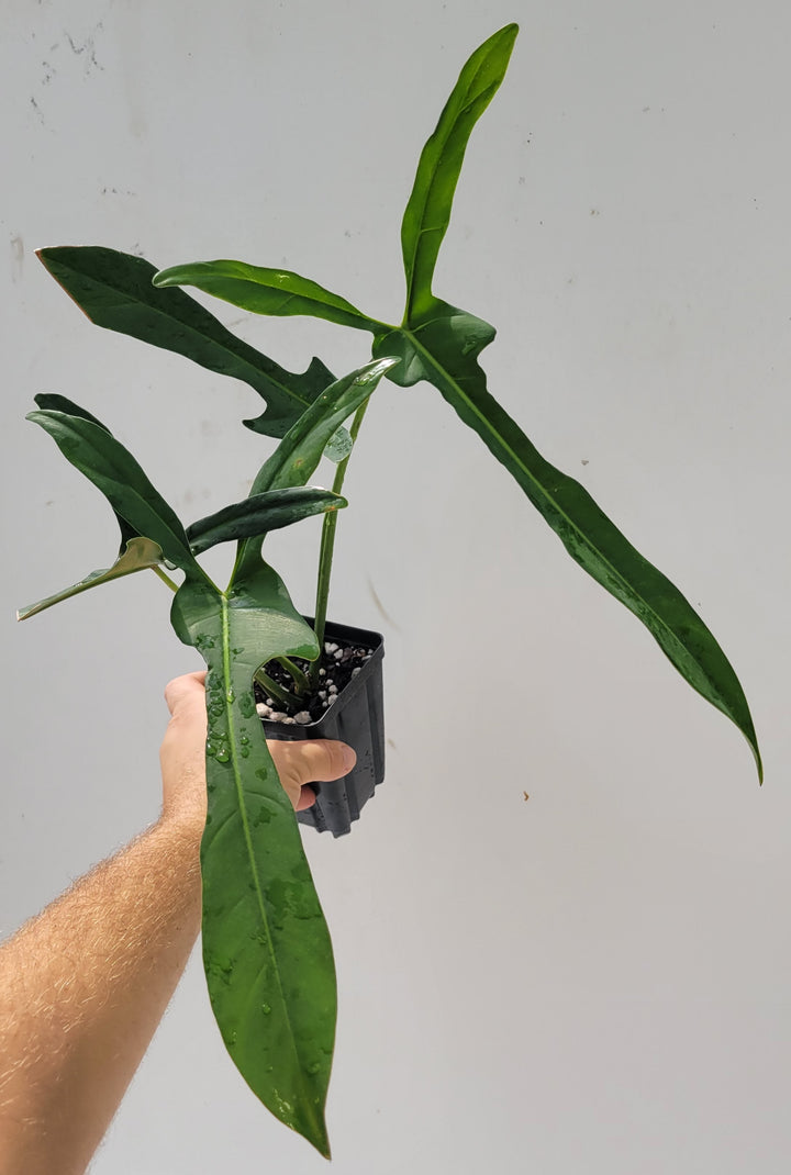 Philodendron Longilobatum, also known as  Lelano Miyano, a very unusual and hard to find, established and rooted ,US Seller- Growers Choice - Nice Plants Good Pots