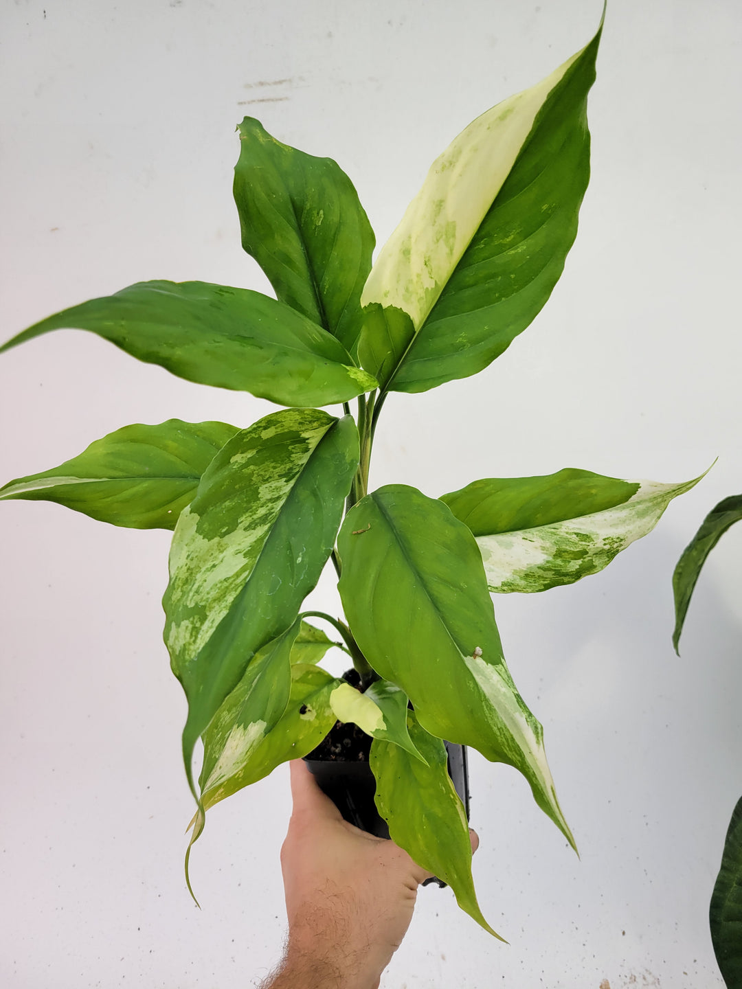 Aglaonema modestum variegated 'Split Milk'   2 growth points! Extra Large #L21-1 - Nice Plants Good Pots